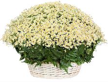 Цветочная композиция из Ромашки в корзине #REPLACE_PRED# Нестерове